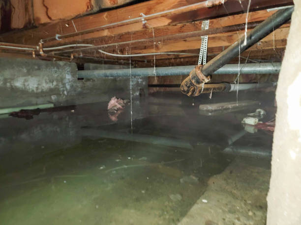 Best Professional water damage repair  in Kewanee, IL