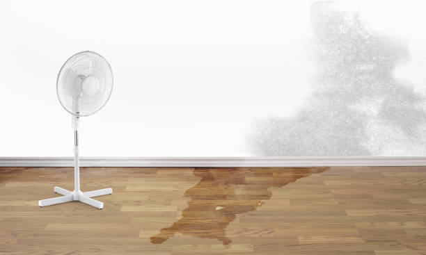 Best Carpet water damage restoration  in Kewanee, IL