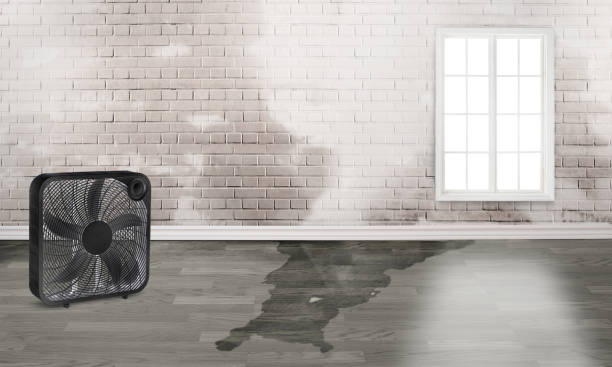 Best Mold removal after water damage  in Kewanee, IL
